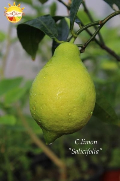 C.limon Salicifolia - 